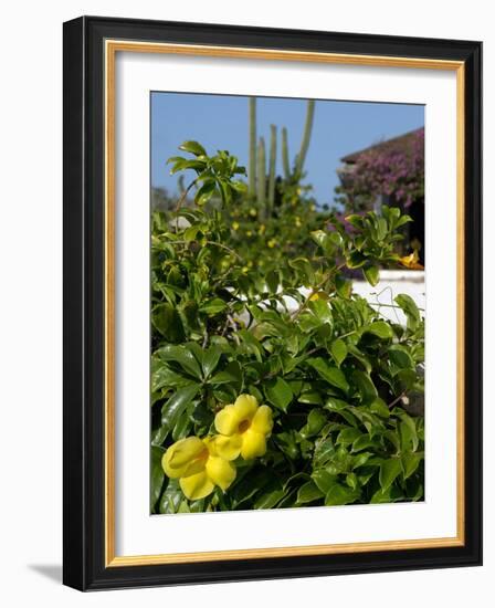 Yellow Flowers, Cacti and Home, Aruba, Caribbean-Lisa S. Engelbrecht-Framed Photographic Print