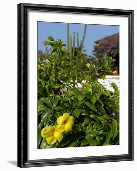 Yellow Flowers, Cacti and Home, Aruba, Caribbean-Lisa S. Engelbrecht-Framed Photographic Print