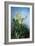 Yellow Flowers in Front of the Blue Sky-Louis-Apollinaire Sicard-Framed Giclee Print