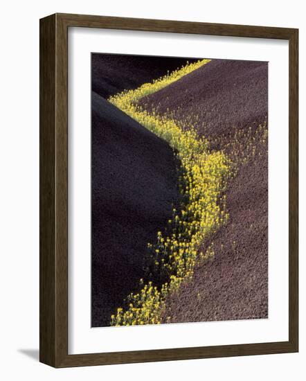 Yellow Flowers in Painted Hills National Monument, Oregon, USA-Darrell Gulin-Framed Photographic Print