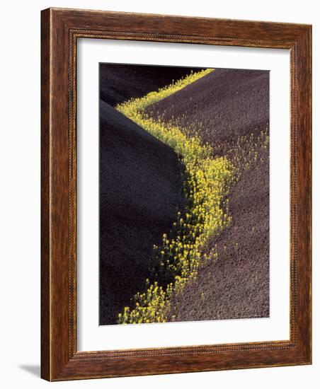 Yellow Flowers in Painted Hills National Monument, Oregon, USA-Darrell Gulin-Framed Photographic Print