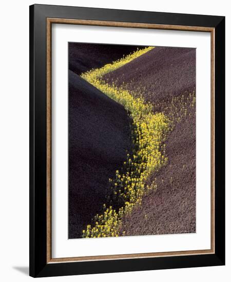 Yellow Flowers in Painted Hills National Monument, Oregon, USA-Darrell Gulin-Framed Photographic Print