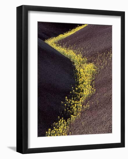 Yellow Flowers in Painted Hills National Monument, Oregon, USA-Darrell Gulin-Framed Photographic Print