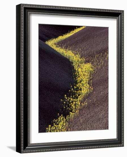 Yellow Flowers in Painted Hills National Monument, Oregon, USA-Darrell Gulin-Framed Photographic Print