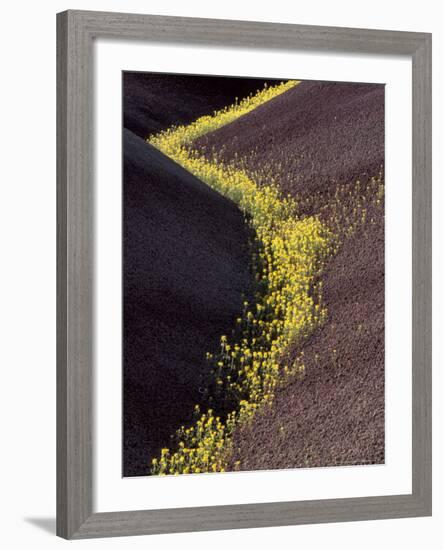 Yellow Flowers in Painted Hills National Monument, Oregon, USA-Darrell Gulin-Framed Photographic Print