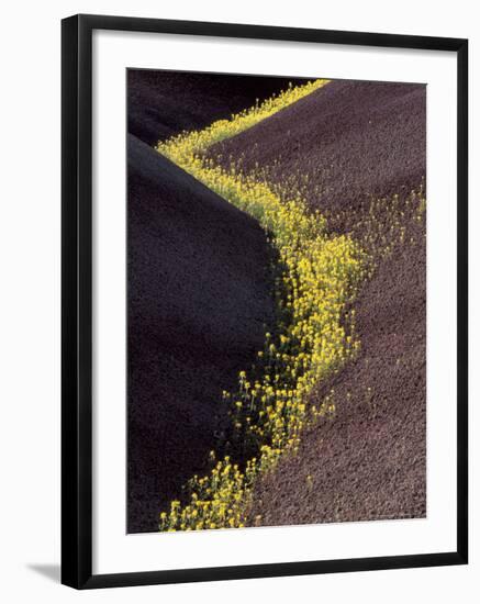 Yellow Flowers in Painted Hills National Monument, Oregon, USA-Darrell Gulin-Framed Photographic Print