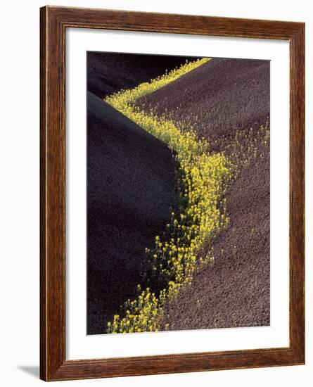 Yellow Flowers in Painted Hills National Monument, Oregon, USA-Darrell Gulin-Framed Photographic Print