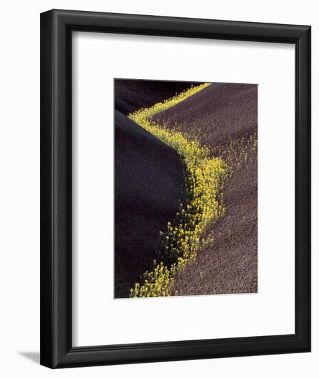 Yellow Flowers in Painted Hills National Monument, Oregon, USA-Darrell Gulin-Framed Photographic Print