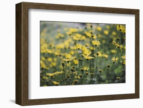 yellow flowers in the botanical garden in June-Nadja Jacke-Framed Photographic Print