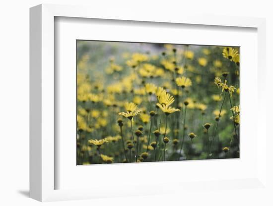 yellow flowers in the botanical garden in June-Nadja Jacke-Framed Photographic Print