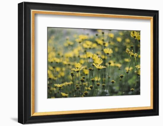 yellow flowers in the botanical garden in June-Nadja Jacke-Framed Photographic Print