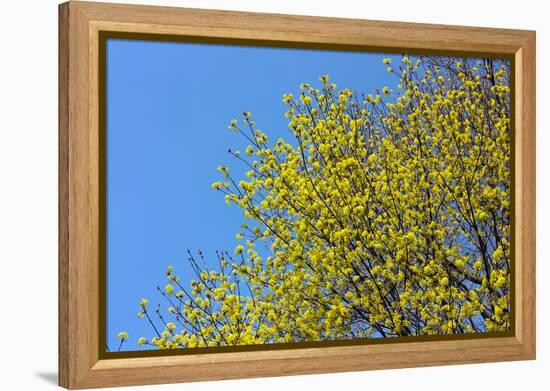 Yellow Flowers on a Blue Sky-null-Framed Stretched Canvas