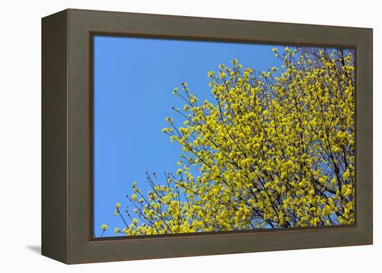 Yellow Flowers on a Blue Sky-null-Framed Stretched Canvas