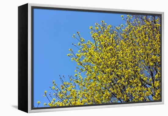 Yellow Flowers on a Blue Sky-null-Framed Stretched Canvas