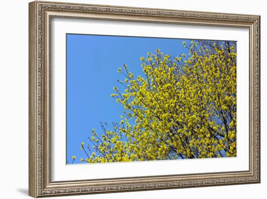 Yellow Flowers on a Blue Sky-null-Framed Photo