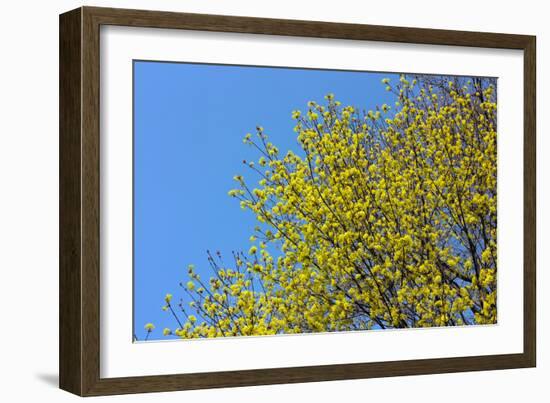 Yellow Flowers on a Blue Sky-null-Framed Photo