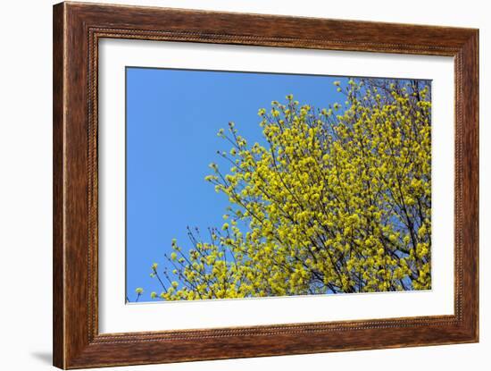 Yellow Flowers on a Blue Sky-null-Framed Photo