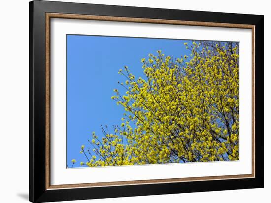 Yellow Flowers on a Blue Sky-null-Framed Photo