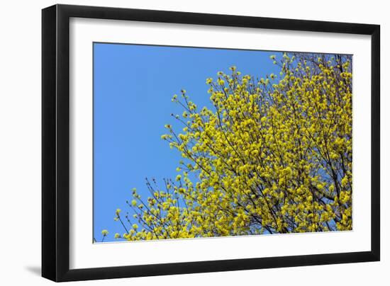 Yellow Flowers on a Blue Sky-null-Framed Photo