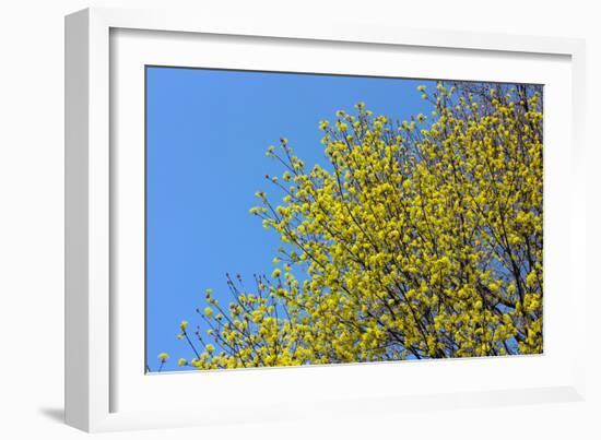 Yellow Flowers on a Blue Sky-null-Framed Photo