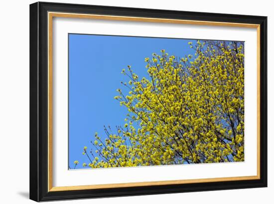 Yellow Flowers on a Blue Sky-null-Framed Photo