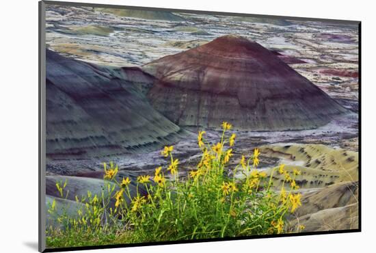 Yellow flowers, Painted Hills, John Day Fossil Beds National Monument, Mitchell, Oregon, USA.-Michel Hersen-Mounted Photographic Print