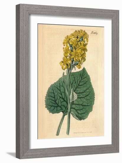 Yellow Flowers Vintage Botanical Print-Piddix-Framed Art Print