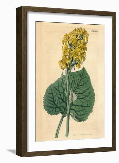 Yellow Flowers Vintage Botanical Print-Piddix-Framed Art Print