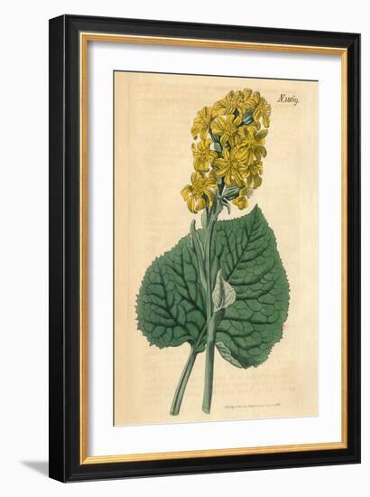 Yellow Flowers Vintage Botanical Print-Piddix-Framed Art Print