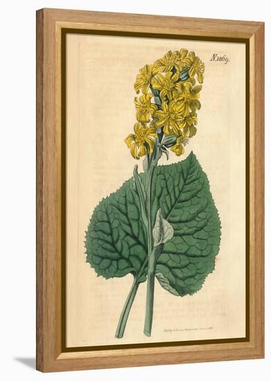 Yellow Flowers Vintage Botanical Print-Piddix-Framed Stretched Canvas