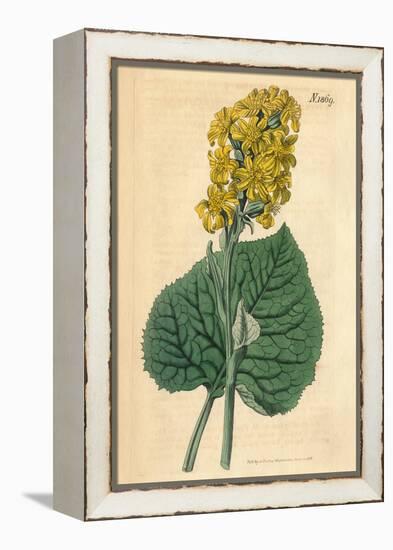 Yellow Flowers Vintage Botanical Print-Piddix-Framed Stretched Canvas