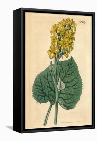Yellow Flowers Vintage Botanical Print-Piddix-Framed Stretched Canvas