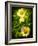 Yellow Flowers with a Butterfly-Cristina Carra Caso-Framed Photographic Print