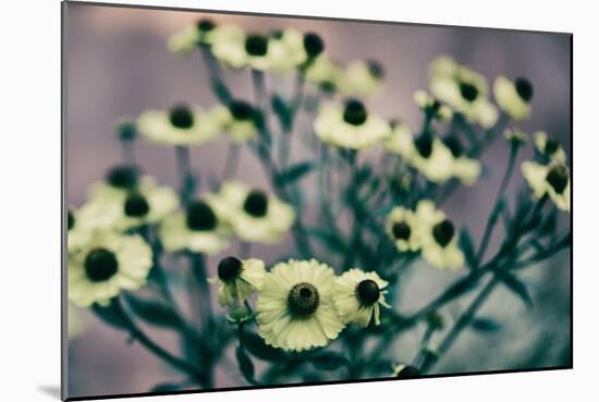 Yellow Flowers-Tim Kahane-Mounted Photographic Print