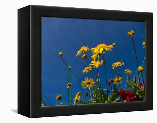 Yellow Flowers-Charles Bowman-Framed Premier Image Canvas