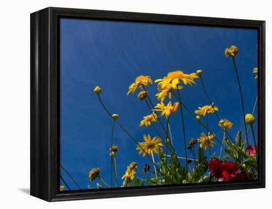 Yellow Flowers-Charles Bowman-Framed Premier Image Canvas