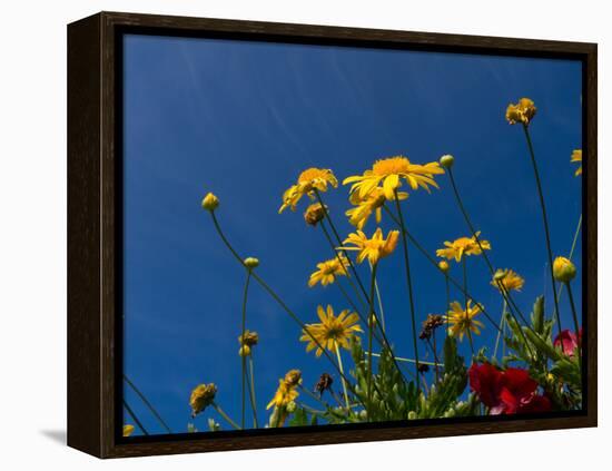 Yellow Flowers-Charles Bowman-Framed Premier Image Canvas