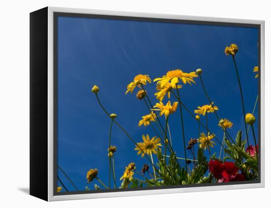 Yellow Flowers-Charles Bowman-Framed Premier Image Canvas