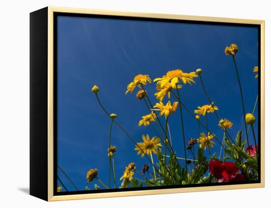 Yellow Flowers-Charles Bowman-Framed Premier Image Canvas