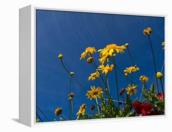 Yellow Flowers-Charles Bowman-Framed Premier Image Canvas