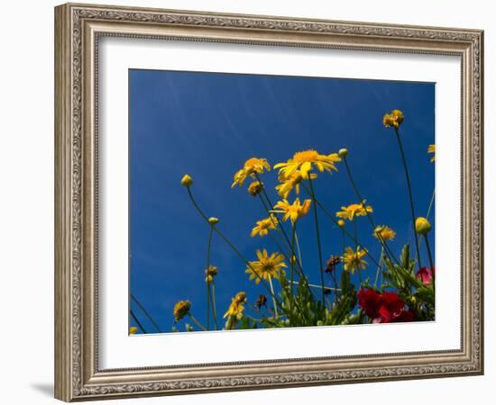 Yellow Flowers-Charles Bowman-Framed Photographic Print