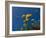 Yellow Flowers-Charles Bowman-Framed Photographic Print