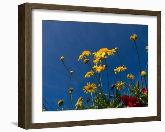 Yellow Flowers-Charles Bowman-Framed Photographic Print