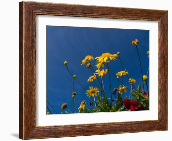 Yellow Flowers-Charles Bowman-Framed Photographic Print