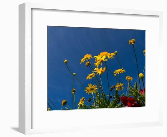 Yellow Flowers-Charles Bowman-Framed Photographic Print