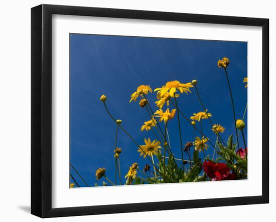 Yellow Flowers-Charles Bowman-Framed Photographic Print