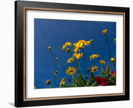 Yellow Flowers-Charles Bowman-Framed Photographic Print