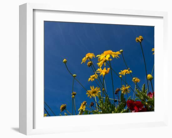 Yellow Flowers-Charles Bowman-Framed Photographic Print