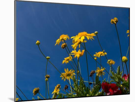 Yellow Flowers-Charles Bowman-Mounted Photographic Print