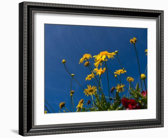 Yellow Flowers-Charles Bowman-Framed Photographic Print